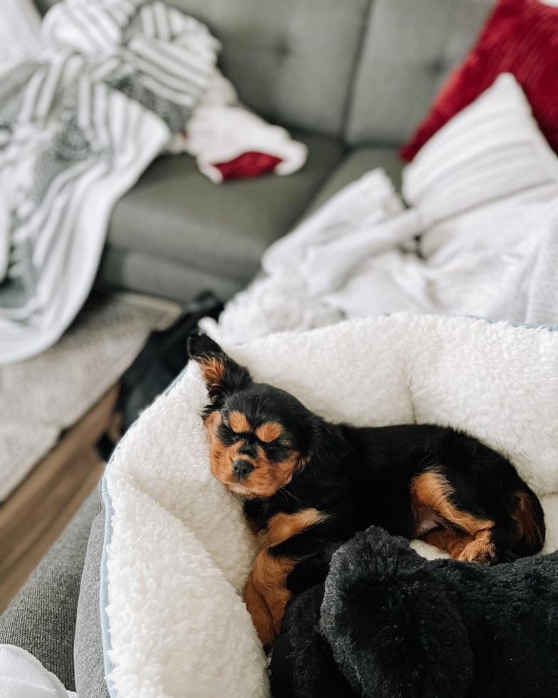 Energetic Cavalier King Charles Spaniel Pup in Bargersville IN