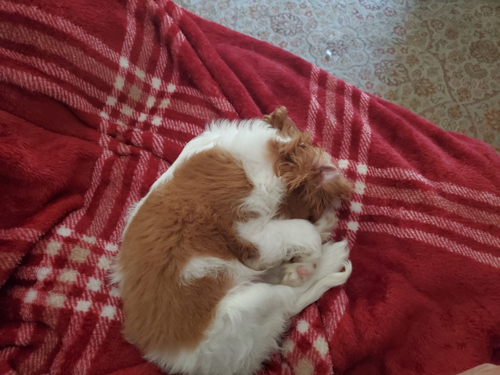 Whitman Cavalier King Charles Spaniel Pup