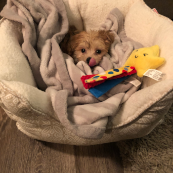 Playful Yorkie Designer Pup