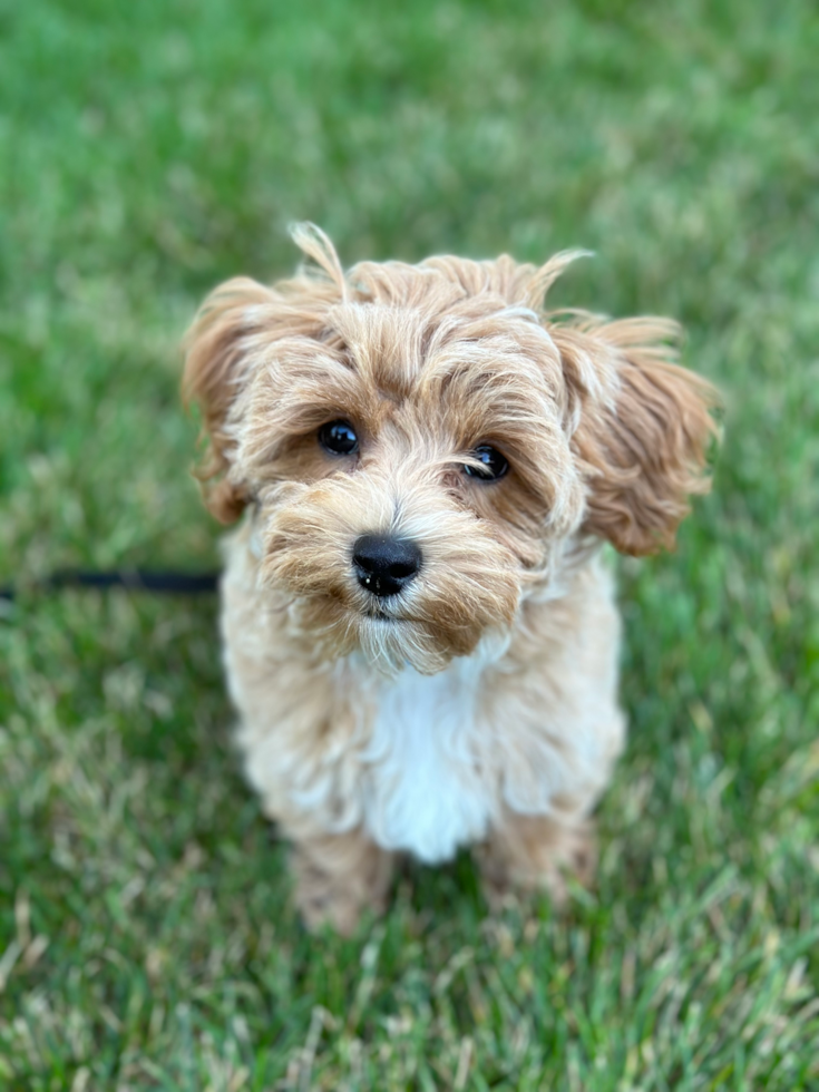 Friendly Maltipoo Pup