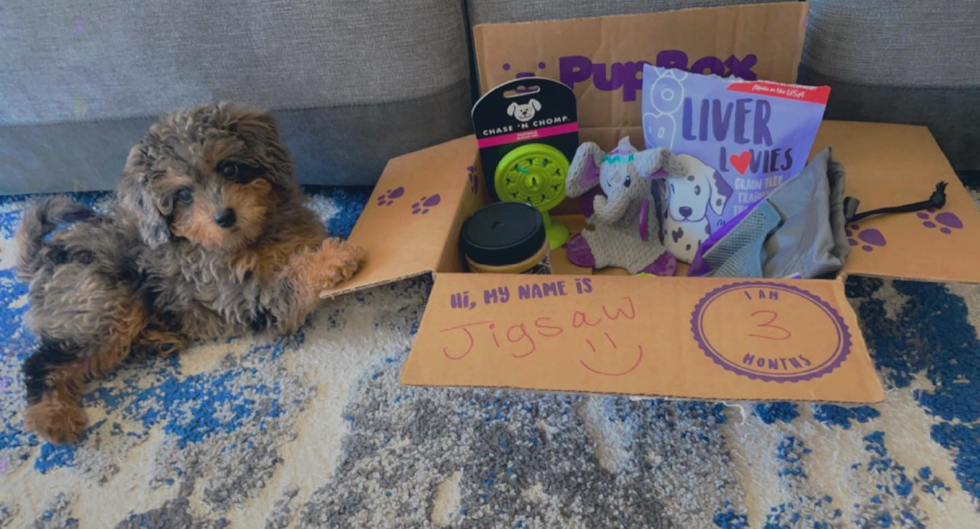 Sweet Mini Labradoodle Pup in San Bruno CA