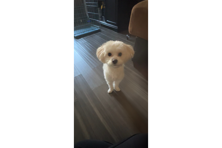 Small Maltipoo Baby
