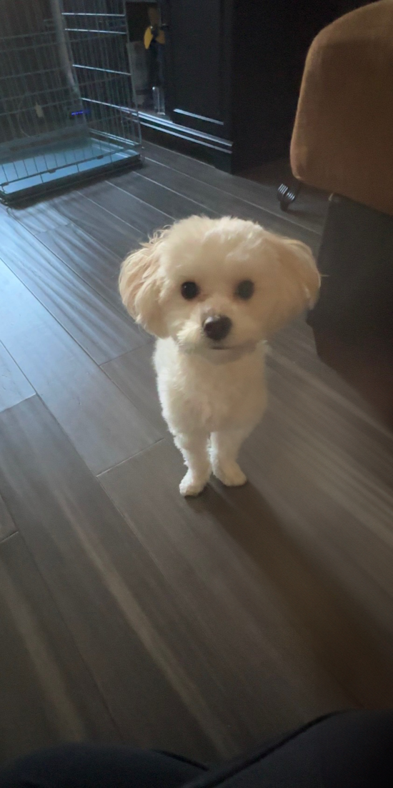 Maltipoo Pup