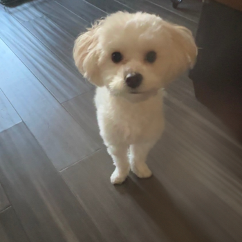 Maltipoo Pup