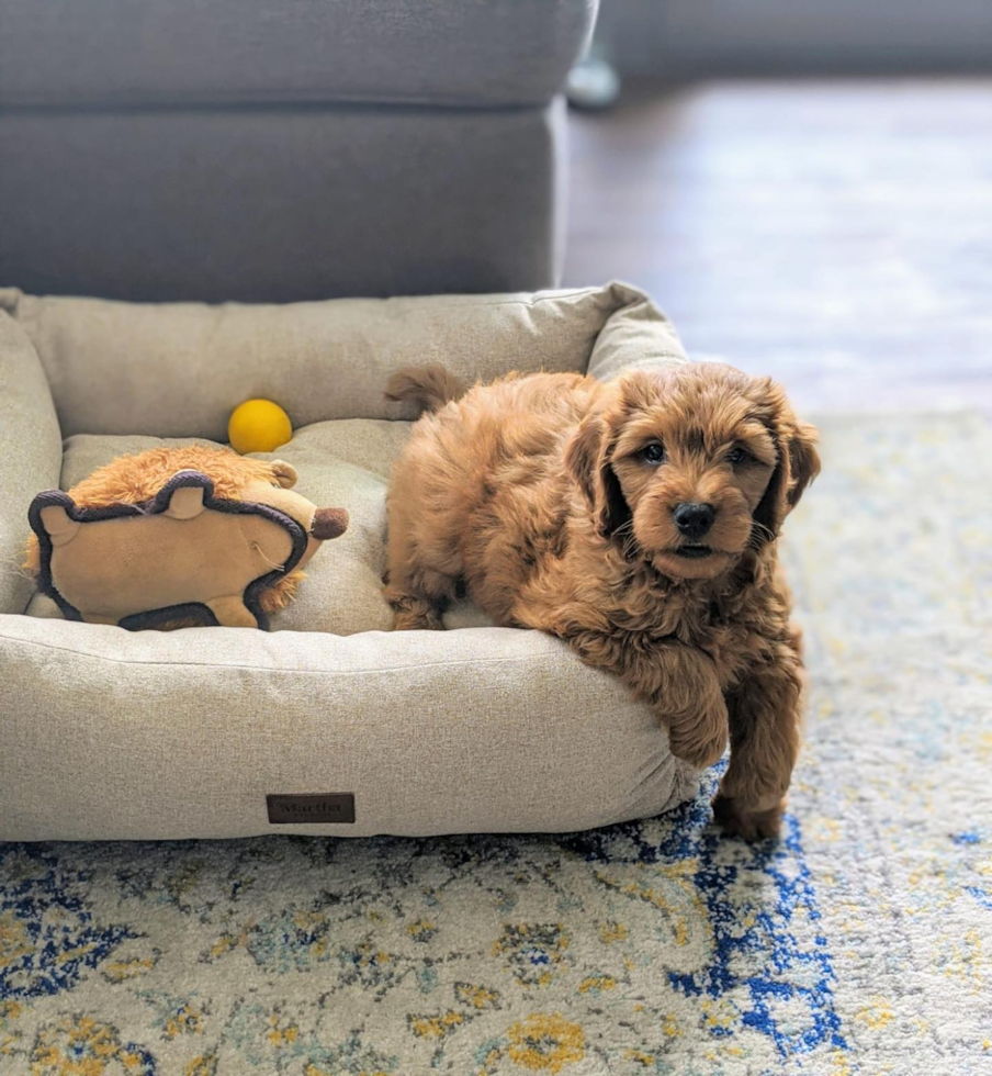 Mini Goldendoodle Being Cute