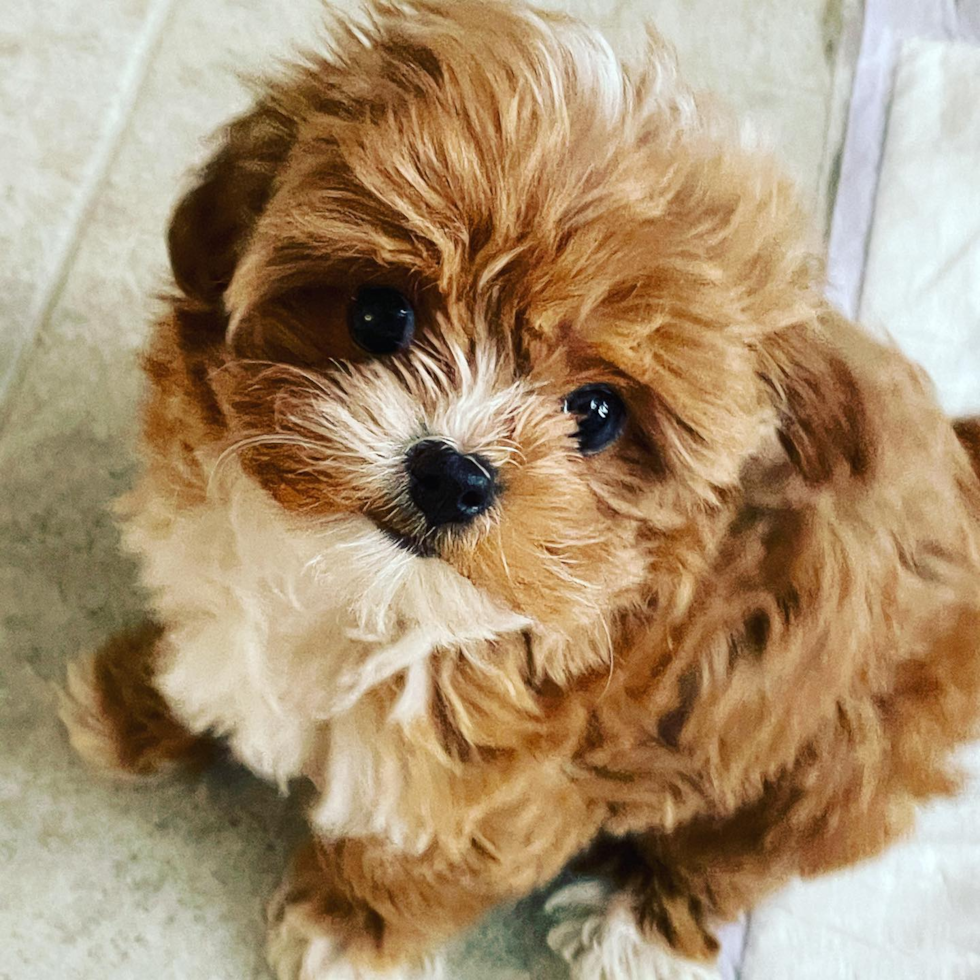 Katonah Shih Poo Pup