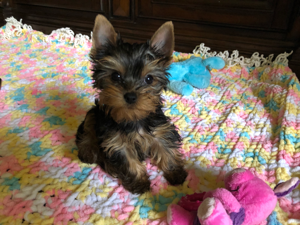 Yorkshire Terrier Being Cute