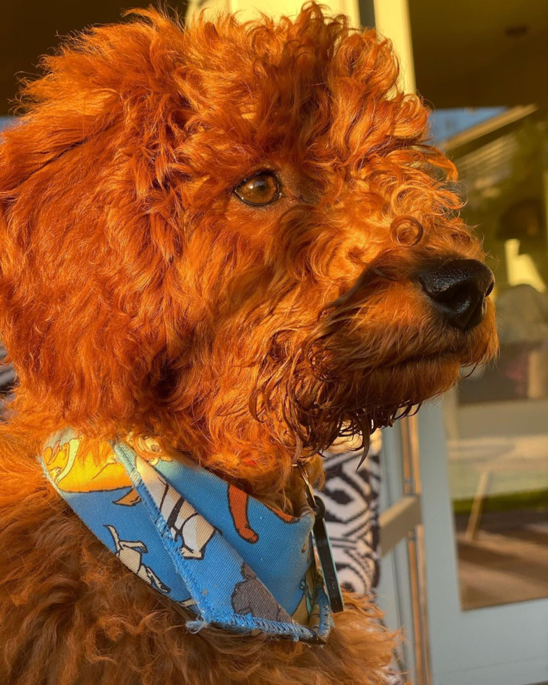 Little Golden Retriever Poodle Mix Pup