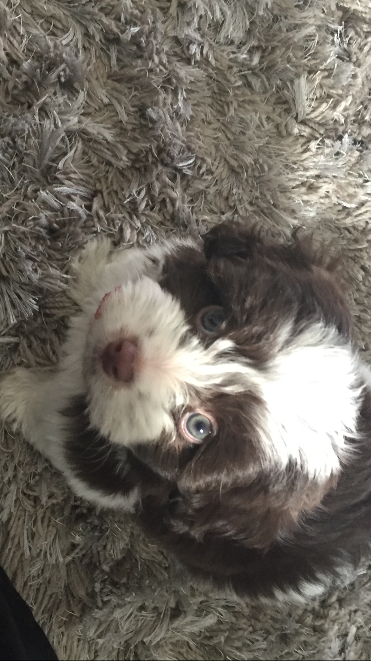 Havanese Pup Being Cute