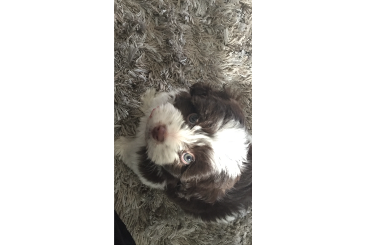 Havanese Pup Being Cute