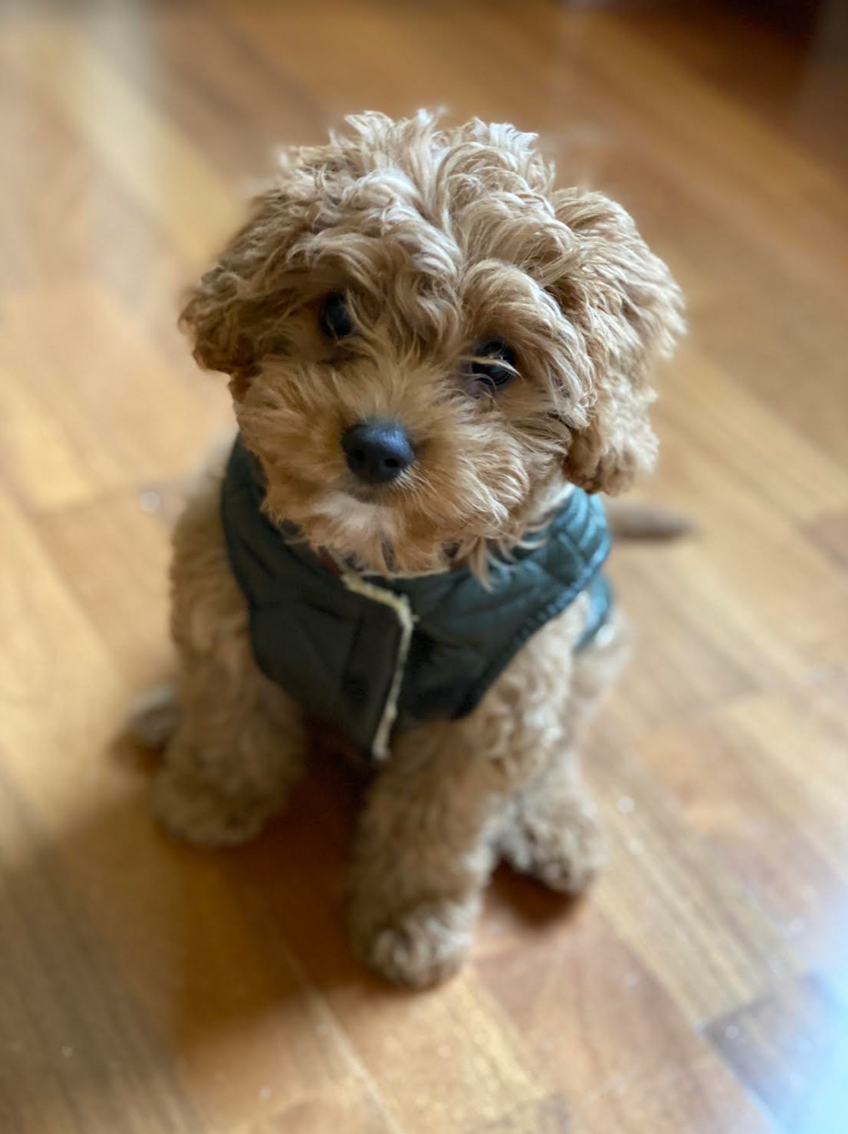 Adorable Cavoodle Poodle Mix Puppy