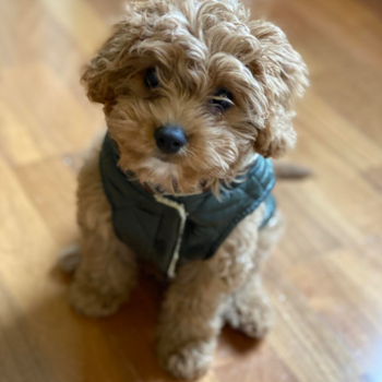 Friendly Cavapoo Pup