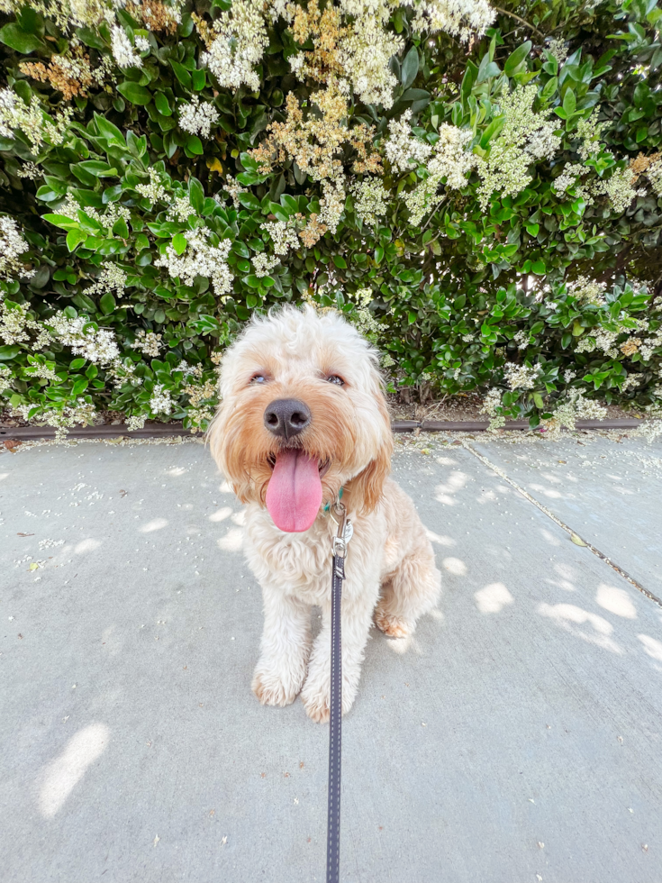 Energetic Cavoodle Poodle Mix Pup