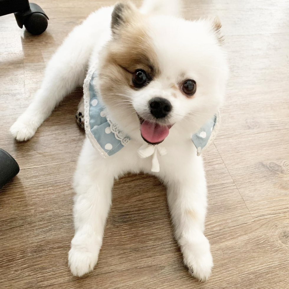 Small Pomeranian Purebred Pup