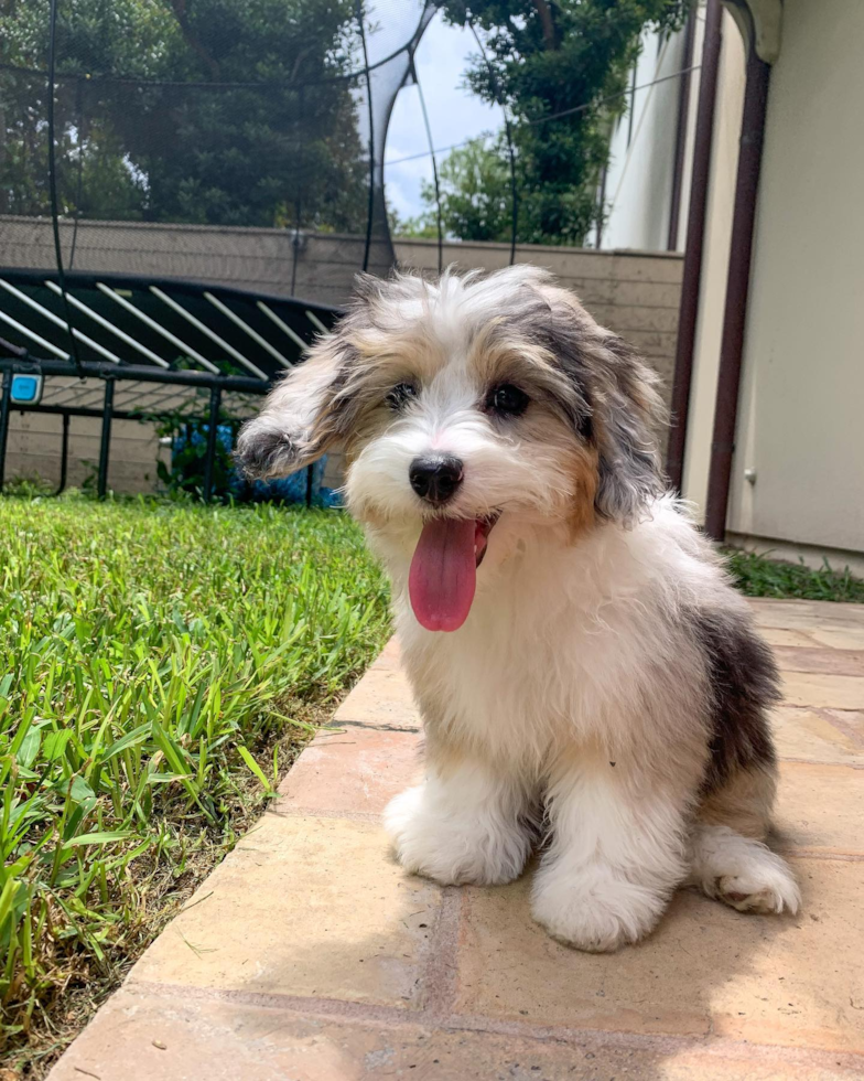 Cute Mini Aussiedoodle Pup