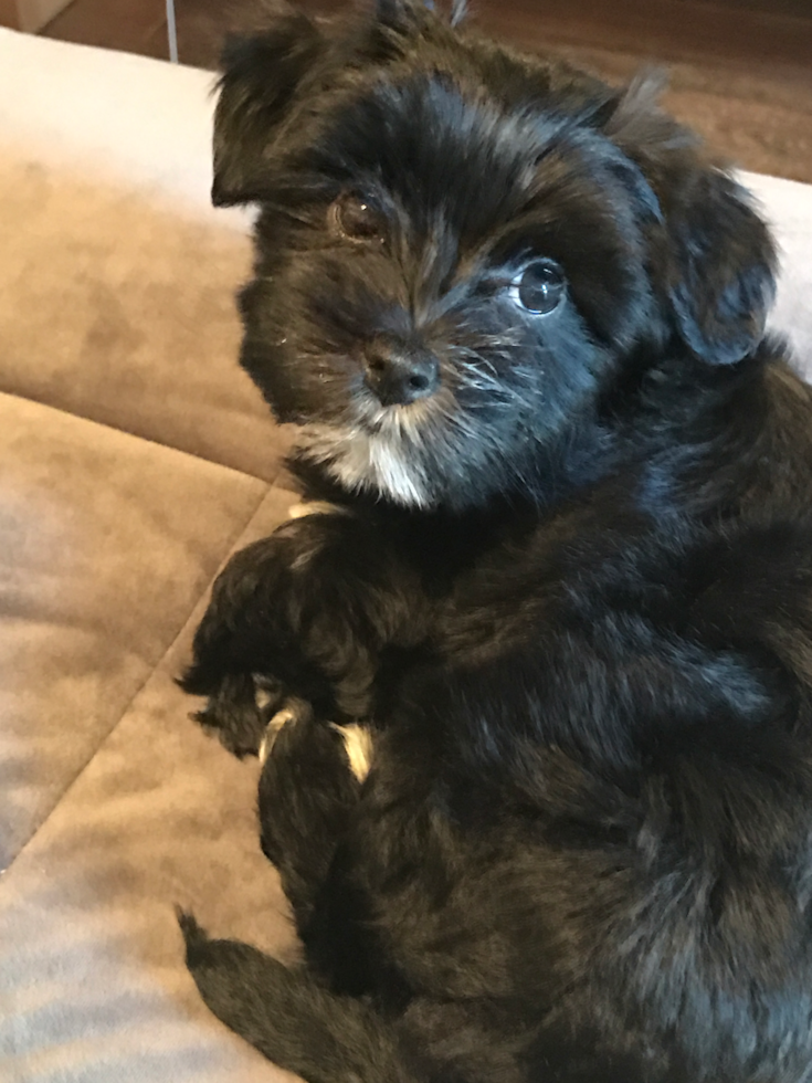 Happy Morkie Pup in Wexford PA