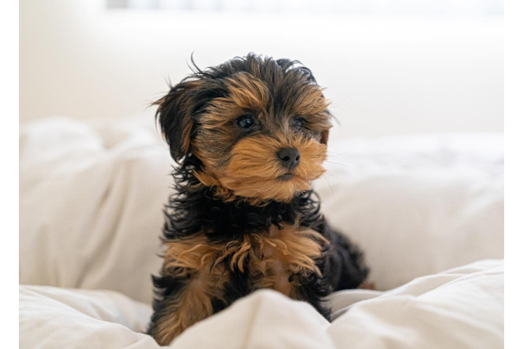 Best Yorkie Poo Baby