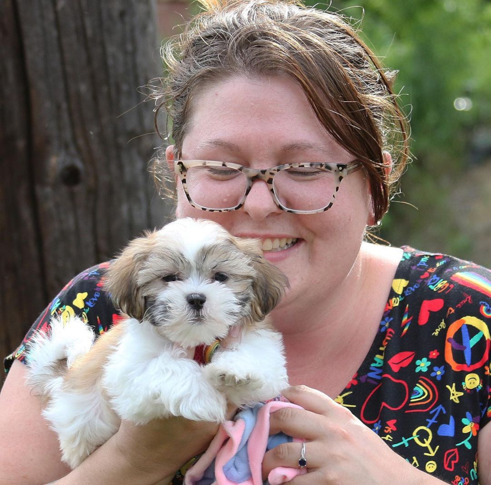 Sweet Teddy Bear Pup