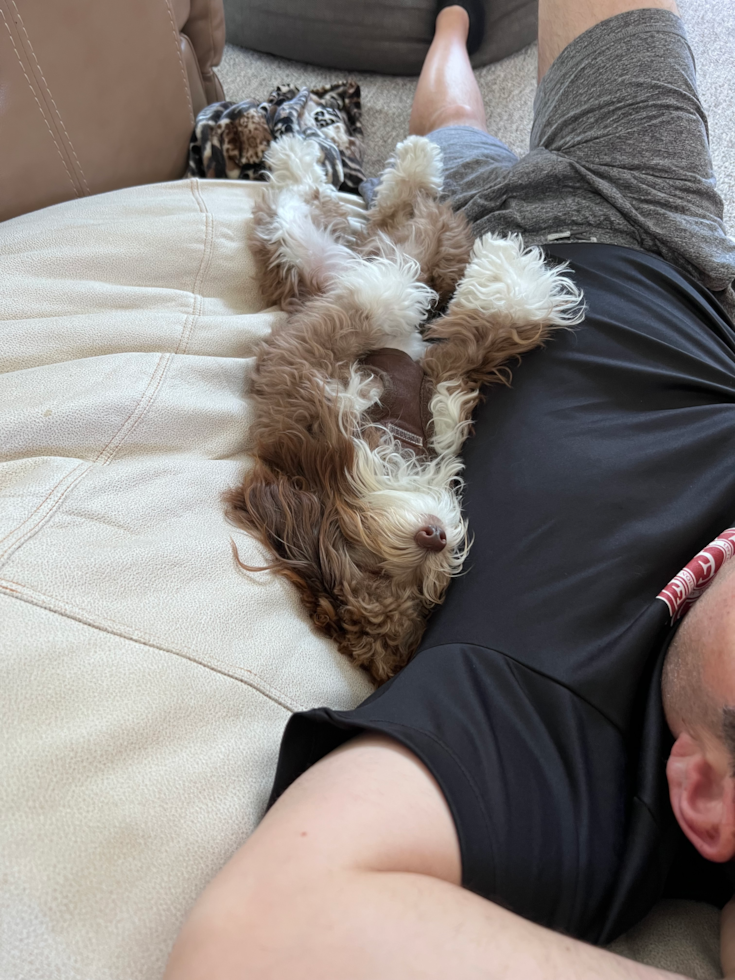 Mini Aussiedoodle Being Cute