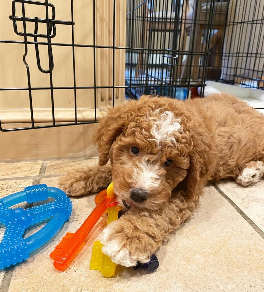 Franklin Lakes Mini Goldendoodle Pup