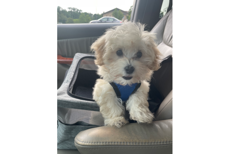 Funny Maltipoo Poodle Mix Pup