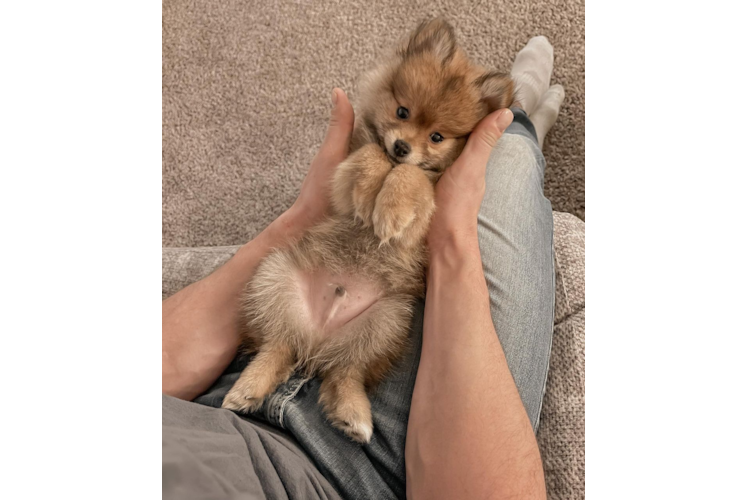 Adorable Pomeranian Purebred Puppy