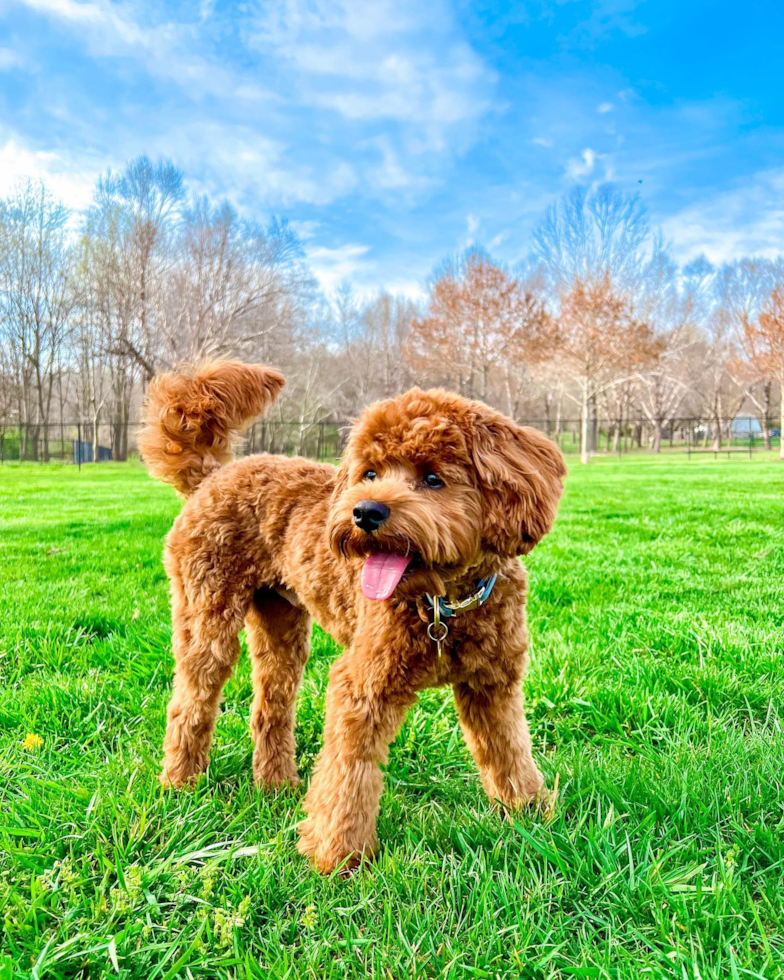 Adorable Cavoodle Poodle Mix Pup