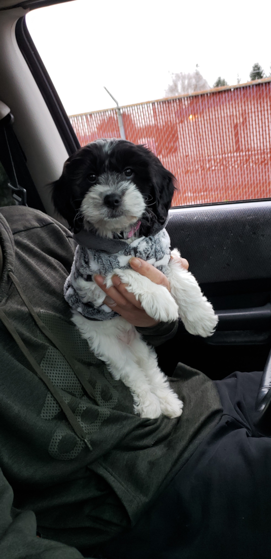 Friendly Cavapoo Pup