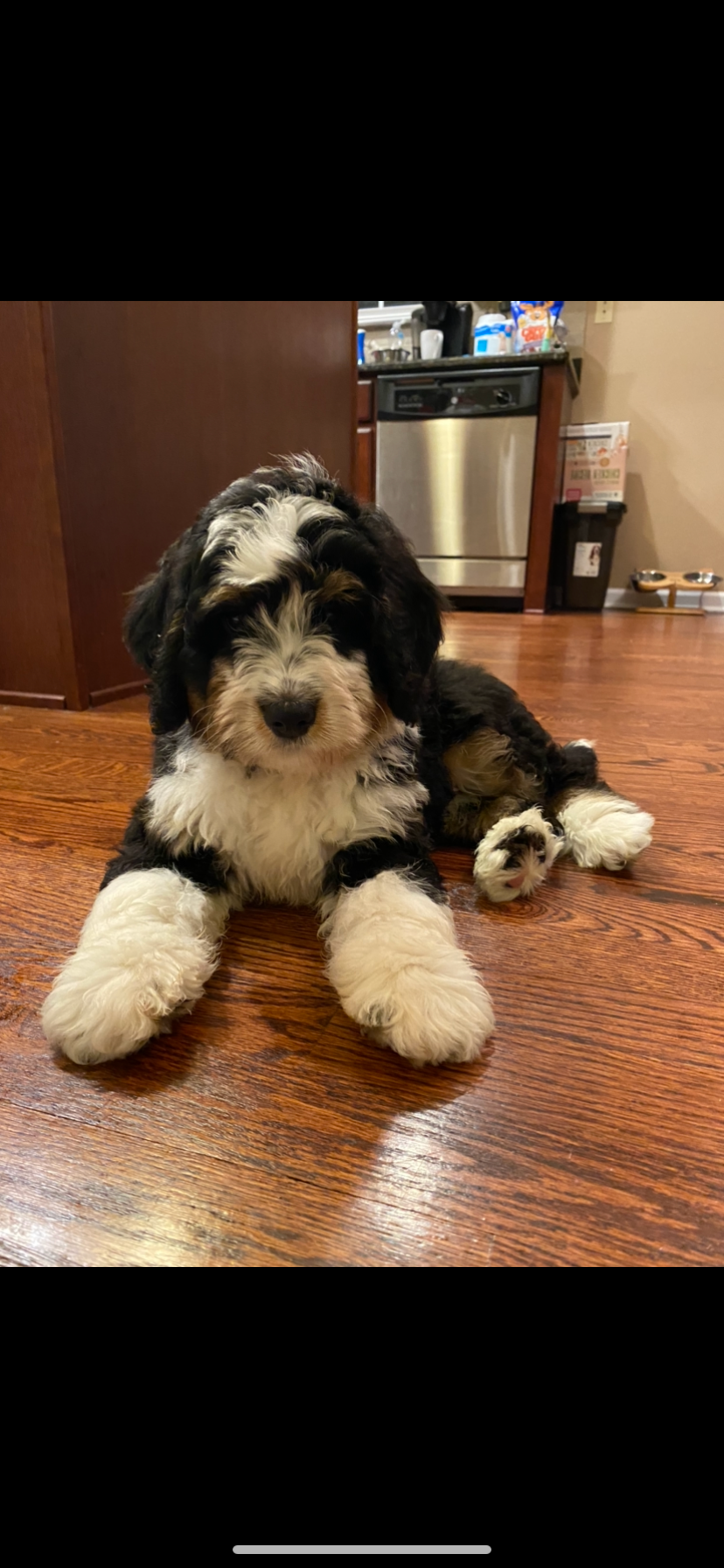 Best Mini Bernedoodle Baby