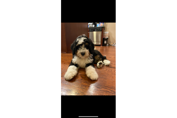 Best Mini Bernedoodle Baby