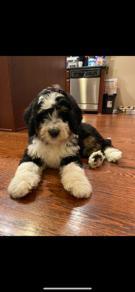 Mini Bernedoodle Being Cute