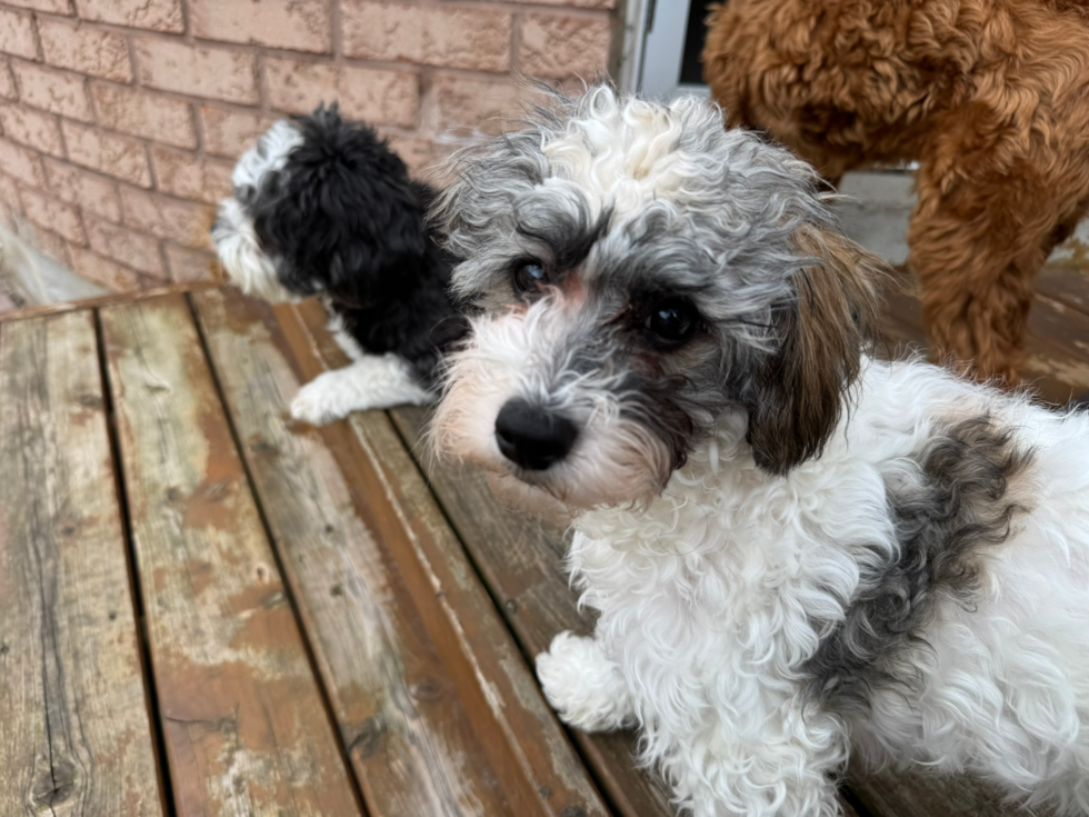 Cute Havapoo Pup in