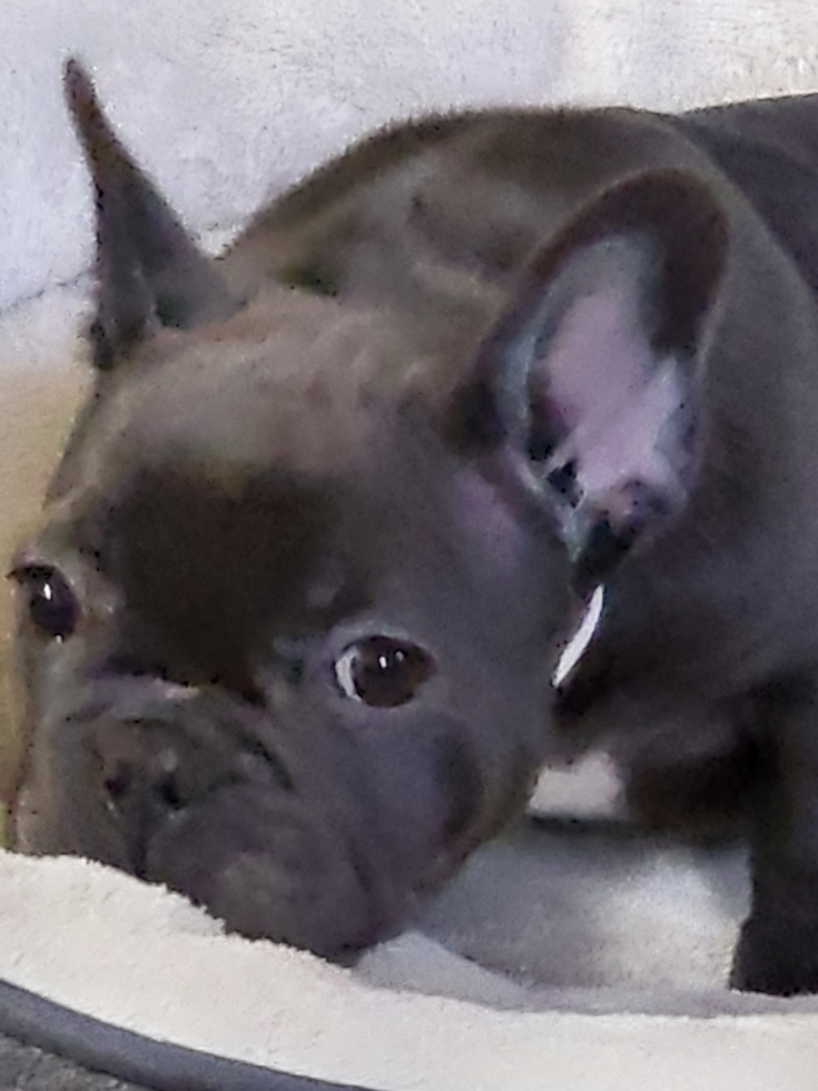 Playful French Bulldog Purebred Pup