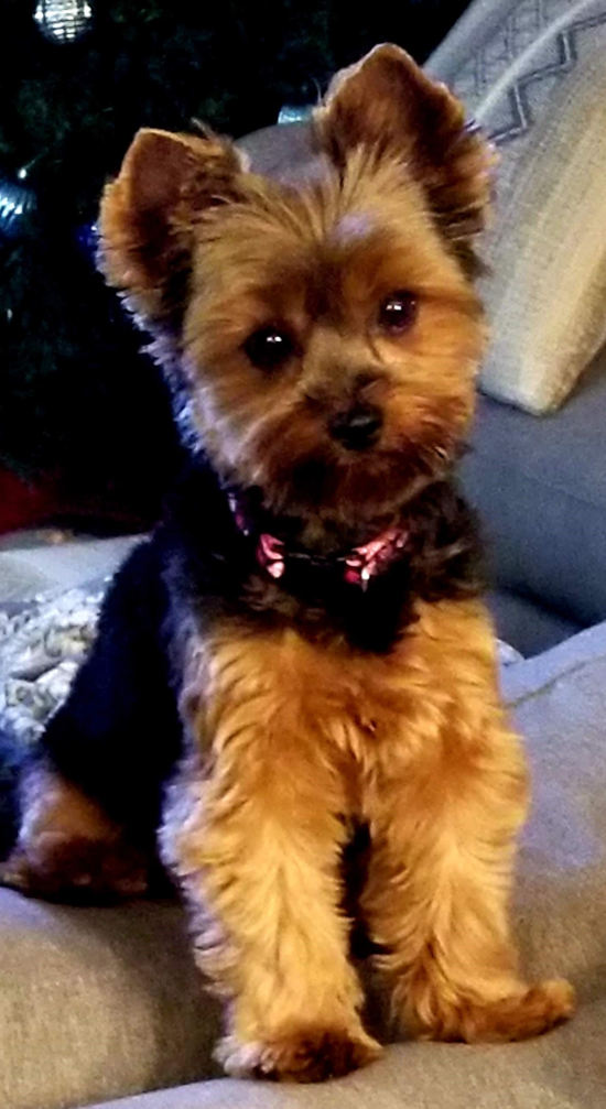 Smart Yorkie Purebred Pup