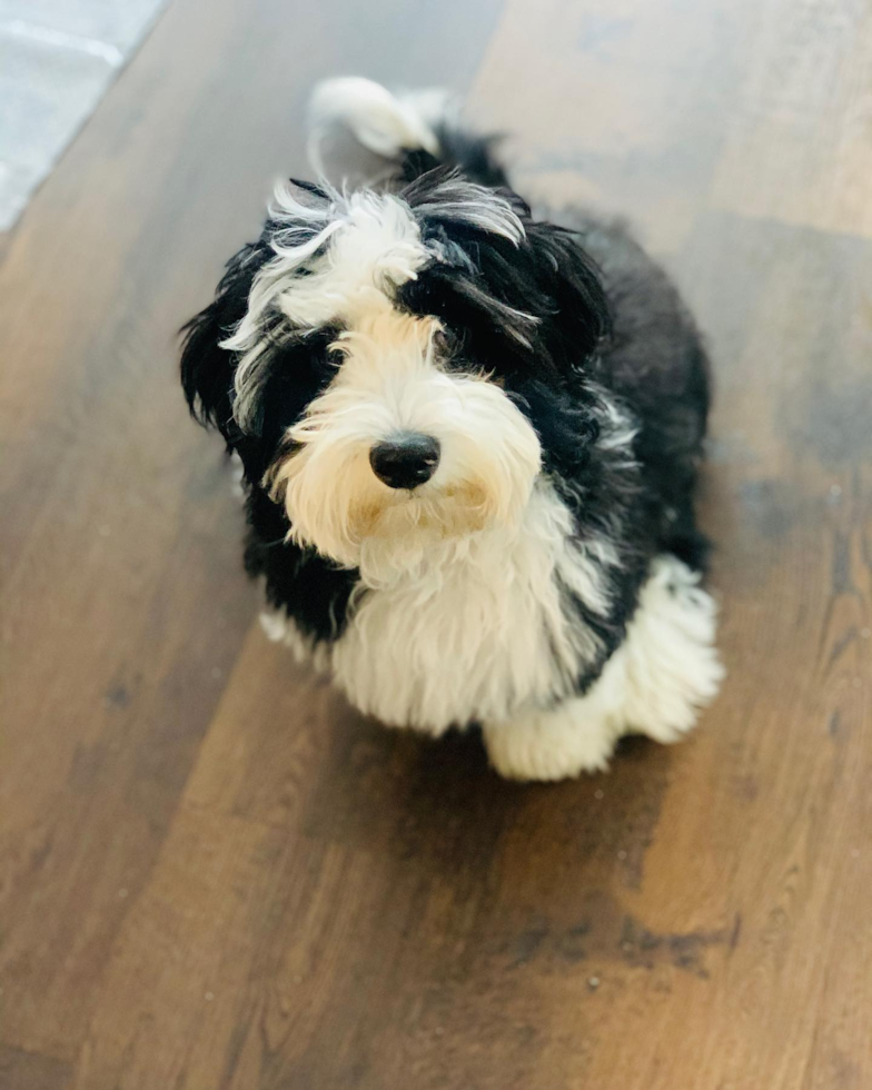 Mini Sheepadoodle Being Cute