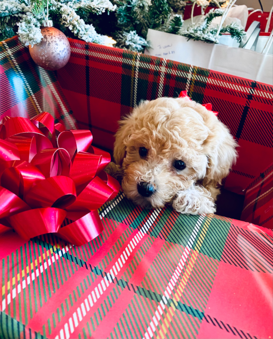 Poochon