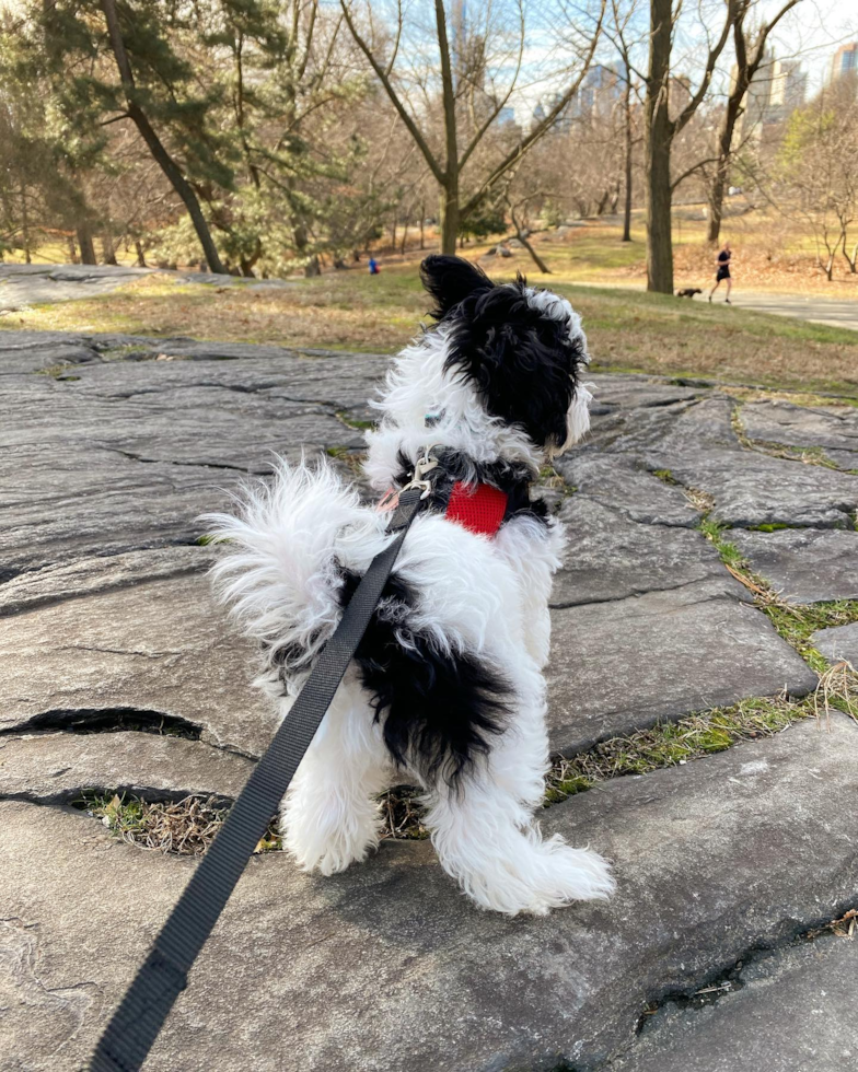 Popular Havanese Pup