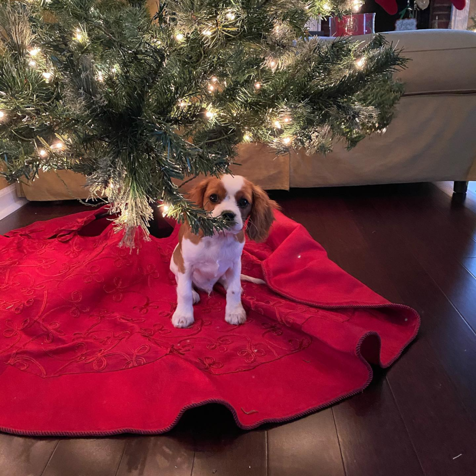 Playful Cavalier King Charles Spaniel Purebred Pup