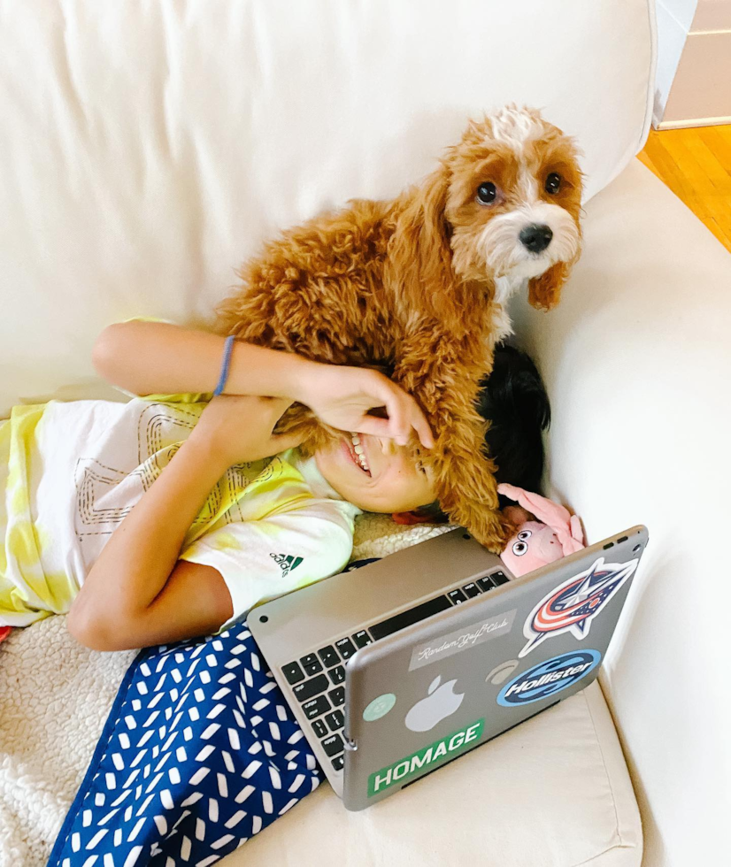 Fluffy Cavapoo Poodle Mix Pup