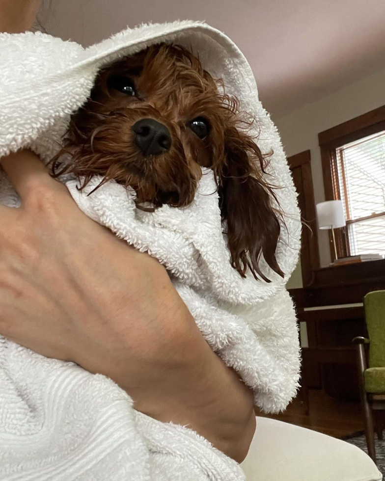 Small Cavapoo Pup