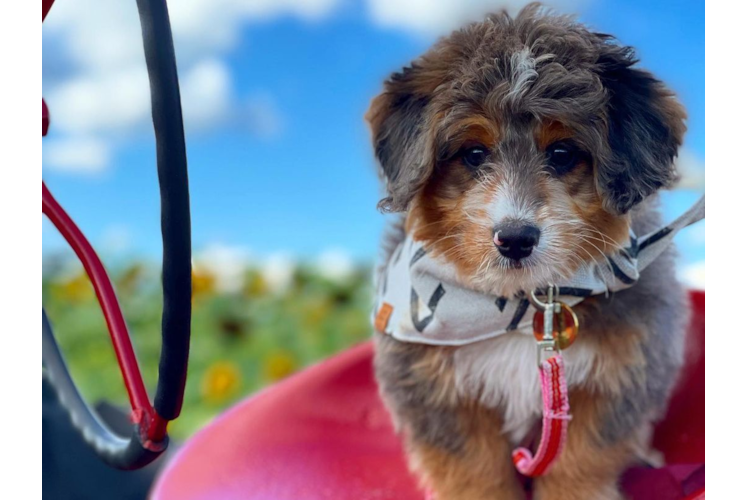 Adorable Mini Berniedoodle Poodle Mix Puppy