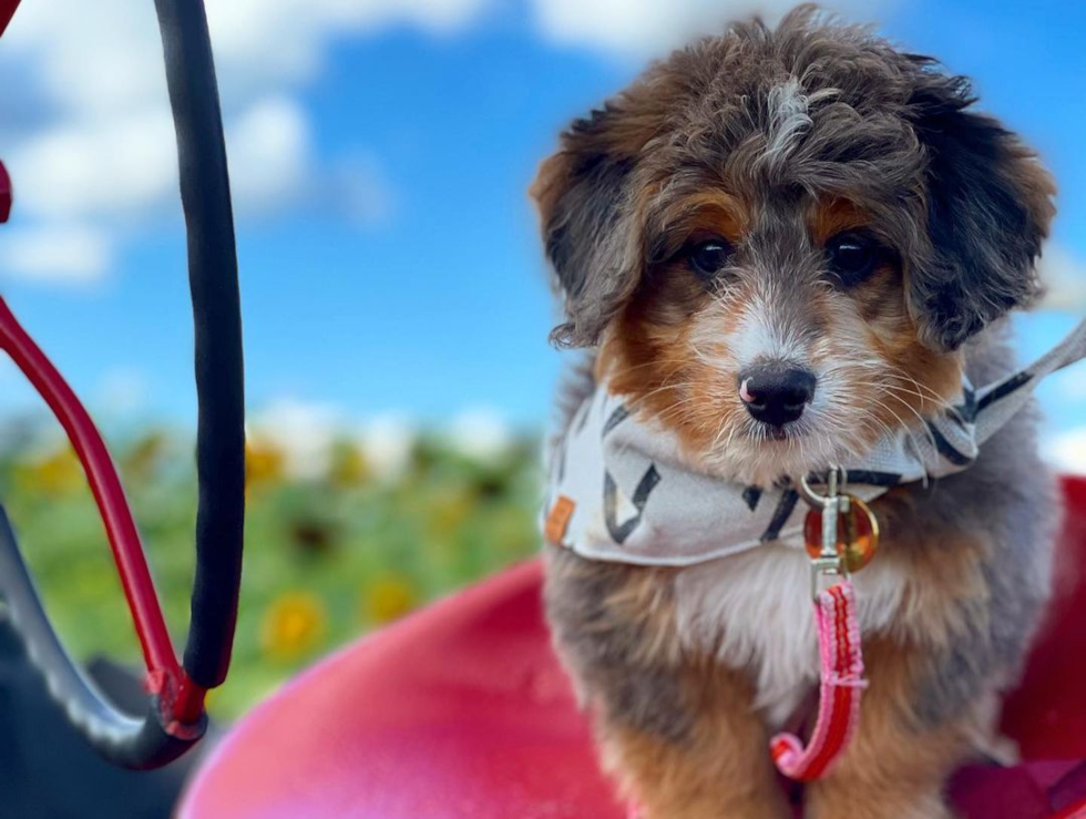 Smart Mini Bernedoodle Poodle Mix Pup