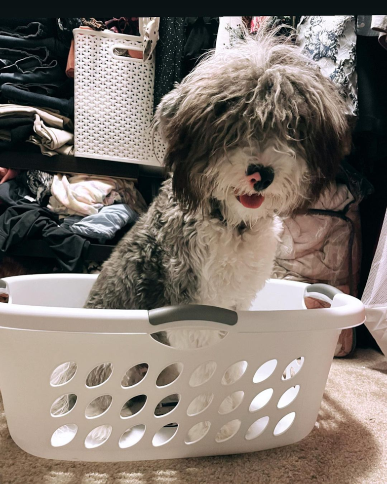 Friendly Mini Sheepadoodle Pup