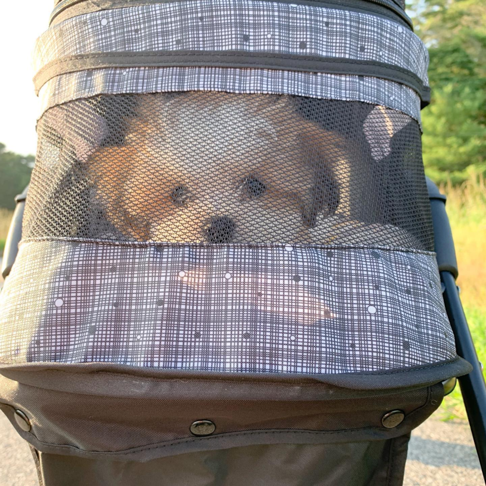 Happy Teddy Bear Pup in West Kingston RI