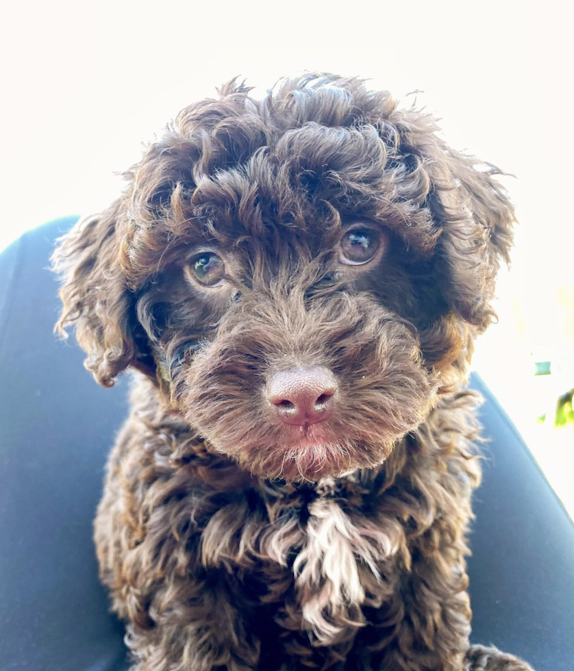 Petite Mini Labradoodle Poodle Mix Pup