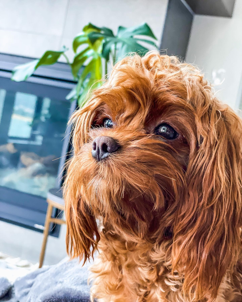 Fluffy Cavapoo Poodle Mix Pup