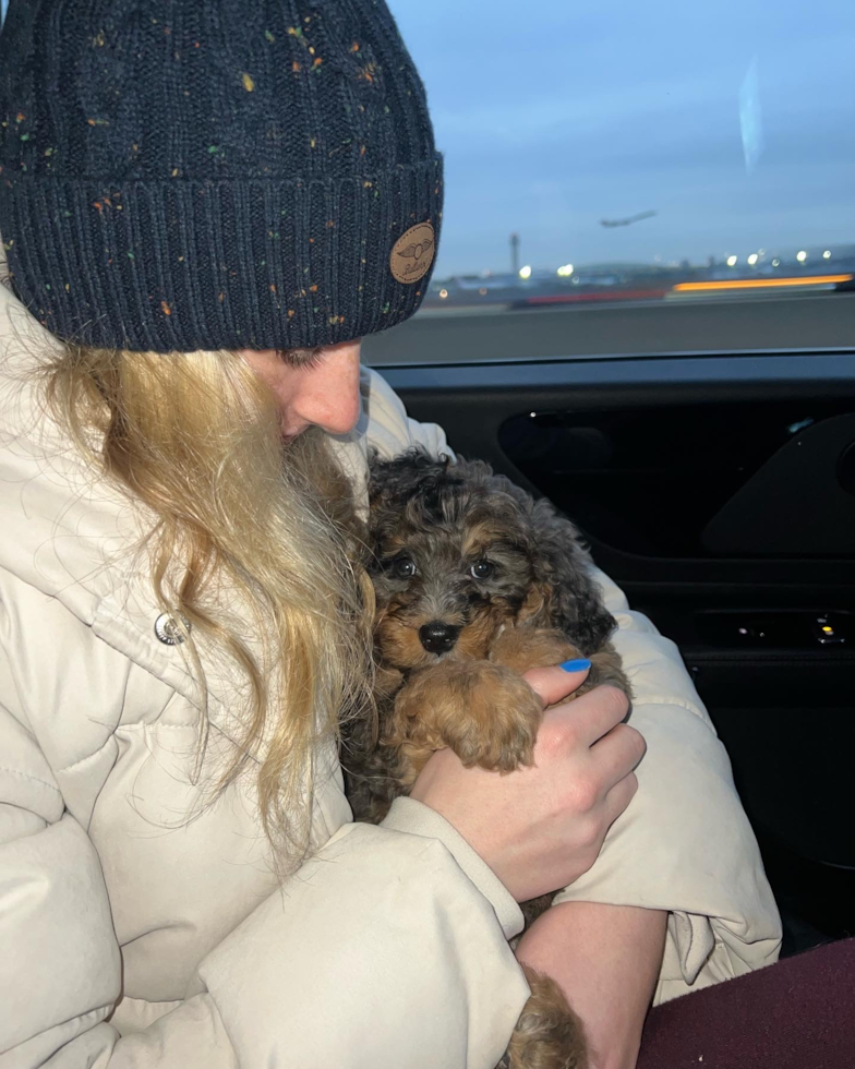 Mini Bernedoodle Being Cute