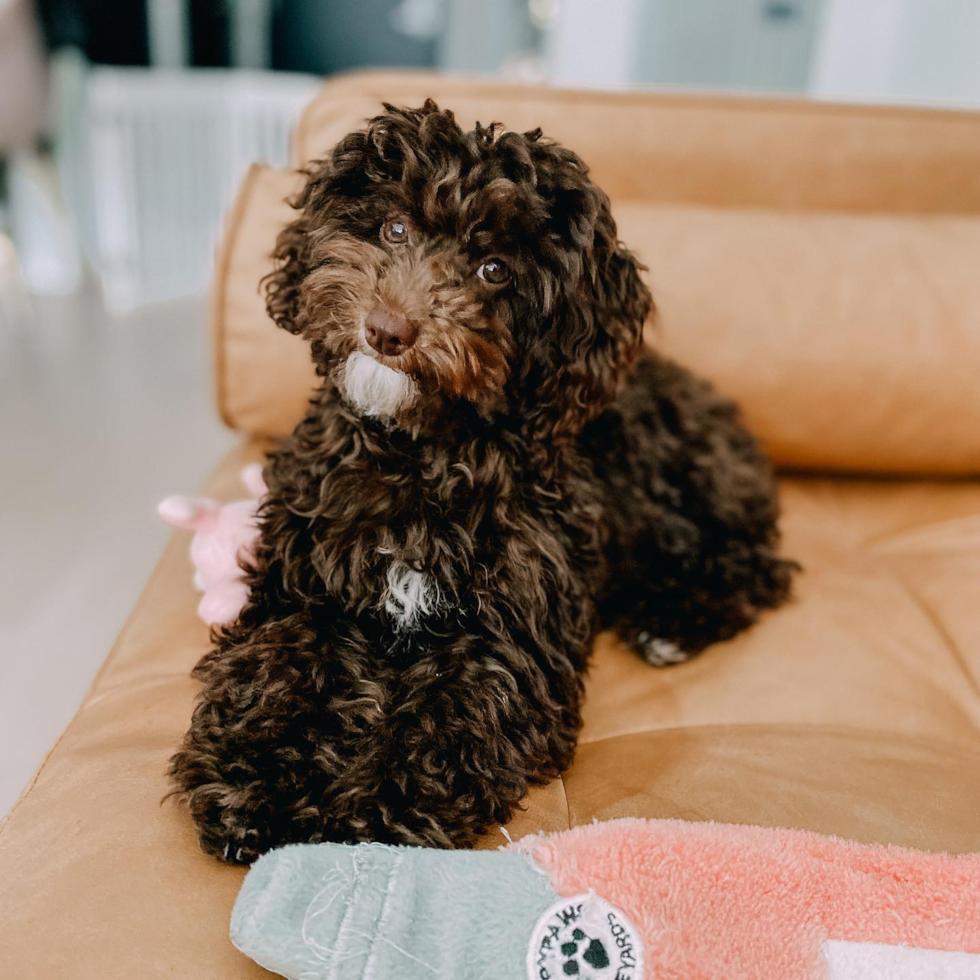 Happy Poodle Pup in Brooklyn NY