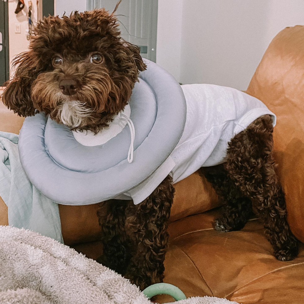 Happy Poodle Pup in Brooklyn NY