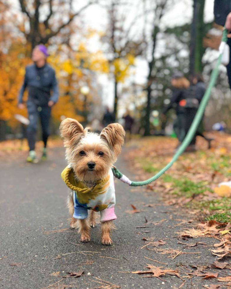 Petite Yorkshire Terrier Pup in New York NY